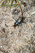 The ground beetle P. versicolor