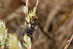 The parasitic fly Gonia picea