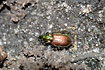 The copper-coloured and metallic green ground beetle Agonum sexpunctatum