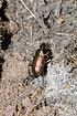 The ground beetle Poecilus versicolor