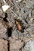 The ground beetle Poecilus versicolor