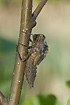 Foto af Fireplettet Libel (Libellula quadrimaculata). Fotograf: 