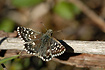 Grizzled Skipper - upper side