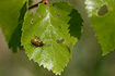 The leaf beetle Lochmaea caprea