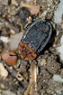 Photo ofRed-breasted Carrion Beetle (Oiceoptoma thoracica). Photographer: 