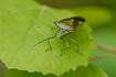 Photo ofHawthorn shieldbug (Acanthosoma haemorrhoidale). Photographer: 