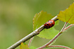 The leaf beetle Gonioctena decemnotata