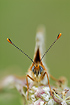 Photo ofGlanville Fritillary (Melitaea cinxia). Photographer: 