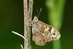 The wing underside of Speckled Wood