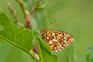 The wing underside of Pearl-bordered Fritillary