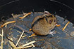 The rare Northern Birch Mouse here caught in a pitfall trap in an examination of the distribution of the species in Denmark