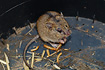 The rare Northern Birch Mouse here caught in a pitfall trap in an examination of the distribution of the species in Denmark