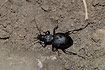 Photo of (Cychrus caraboides). Photographer: 