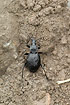 The ground beetle Cychrus caraboides