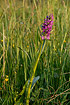 Western Marsh-orchid on meadow