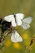 The black-veined whites are busy at the nectar plants