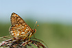 Marsh Fritillary wing underside