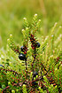 Crowberry with berries