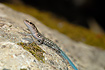 Photo ofDanfords Lizard (Lacerta danfordi). Photographer: 