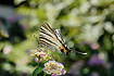 Photo ofScarce Swallowtail (Iphiclides podalirius). Photographer: 