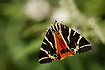 Photo ofJersey Tiger Moth (Euplagia quadripunctaria). Photographer: 