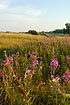Wildflowers on the Boetoe dike