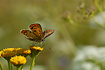 Photo ofSooty Copper (Lycaena tityrus). Photographer: 