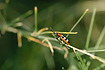 Common Asparagus Beetle can be a serious pest