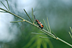 Common Asparagus Beetle