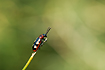 Photo ofCommon Asparagus Beetle (Crioceris asparagi). Photographer: 