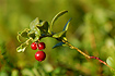 Photo ofCowberry (Vaccinium vitis-idaea). Photographer: 
