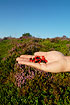 A handful of berries from the heath (cowberry and crowberry)