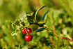 Photo ofCowberry (Vaccinium vitis-idaea). Photographer: 