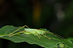 Photo ofOak bush cricket (Meconema thalassinum ). Photographer: 