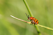Photo ofSpotted Asparagus Beetle (Crioceris duodecimpunctata). Photographer: 