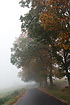 Autumn-coloured road in the morning fog