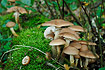 mushrooms on moss-covered tree trunk