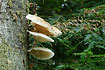 Photo ofPorcelain Fungus (Oudemansiella mucida). Photographer: 