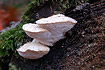 Unidentified fungi on spruce