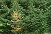 decideous larch between the evergreen spruce trees