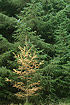 decideous larch between the evergreen spruce trees
