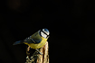 Blue Tit isolated against a black background