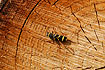 Photo ofWasp Beetle (Clytus arietis). Photographer: 