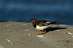 Ruddy Turnstone on the harbour in Esbjerg