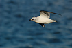 Photo ofRosss Gull (Rhodostethia rosea). Photographer: 