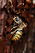 Common Wasp Queen hibernating under a loose piece of bark
