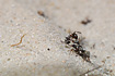 The ant species Formica cinerea
