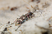 Northern Dune Tiger Beetle