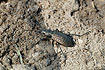 The ground beetle species Carabus granulatus