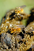 Yellow Dung Fly on cow droppings